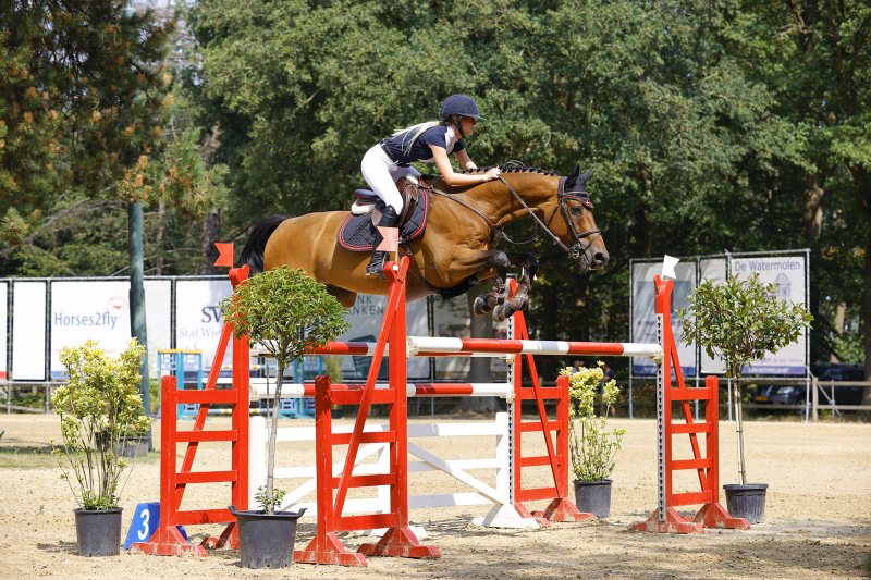 Diadem De Revel sold to Eurohorse