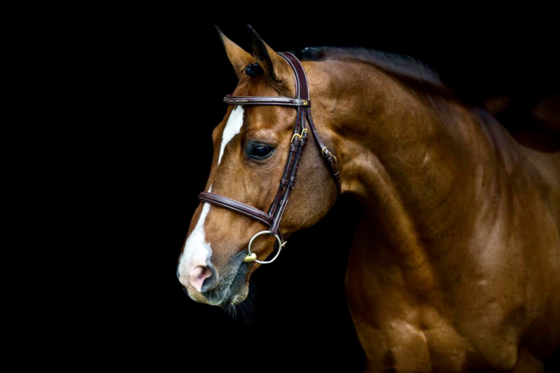 Catoki #22 WBFSH stallion ranking 2020